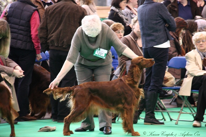 Crufts2011 249.jpg